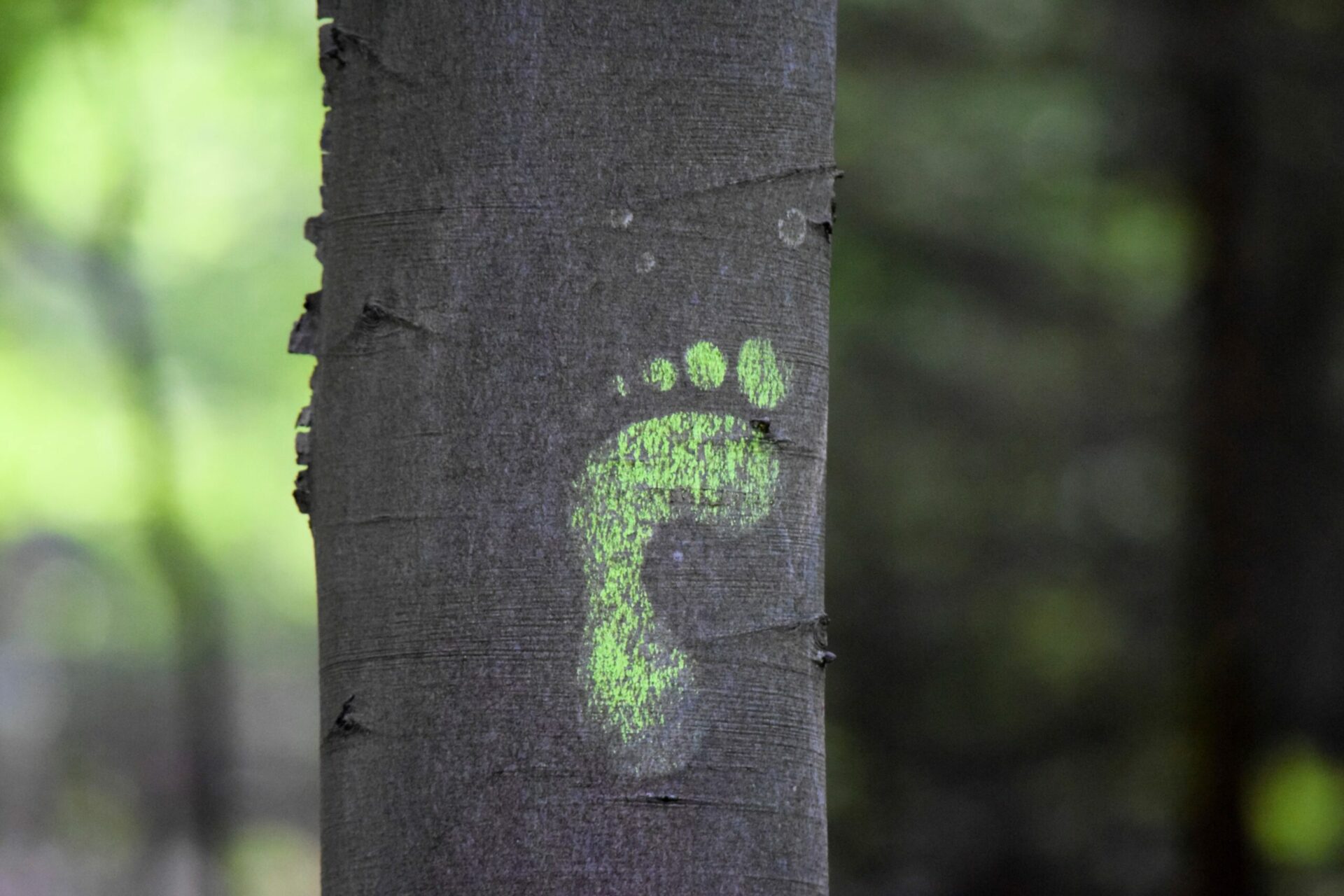 carbon-footprint-measurement-advertising-s-first-step-towards